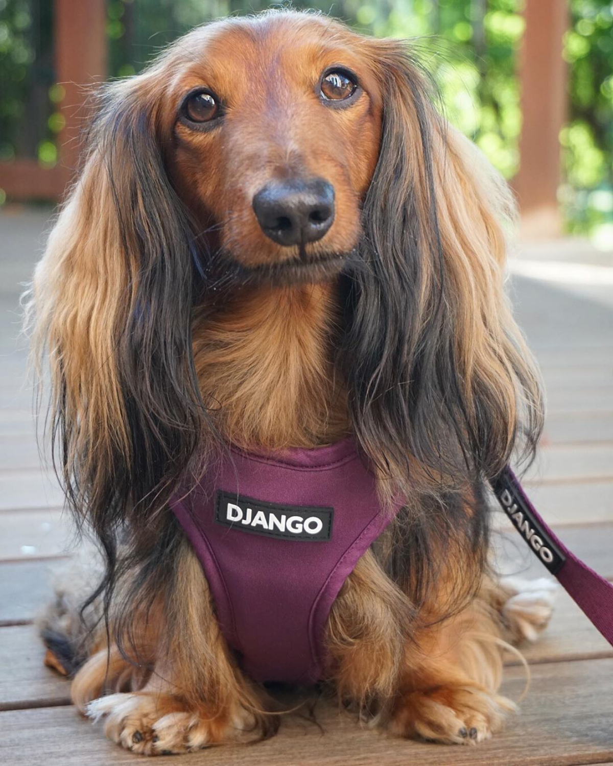 DJANGO - Wholesale Pet Harness - Dog - Adventure Dog Harness - Plum Purple6