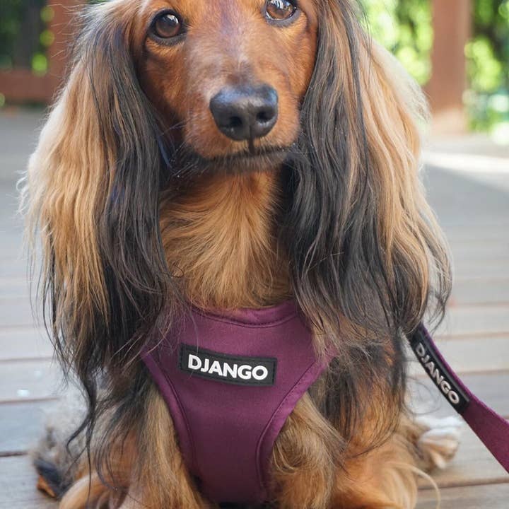 DJANGO - Wholesale Pet Harness - Dog - Adventure Dog Harness - Plum Purple6