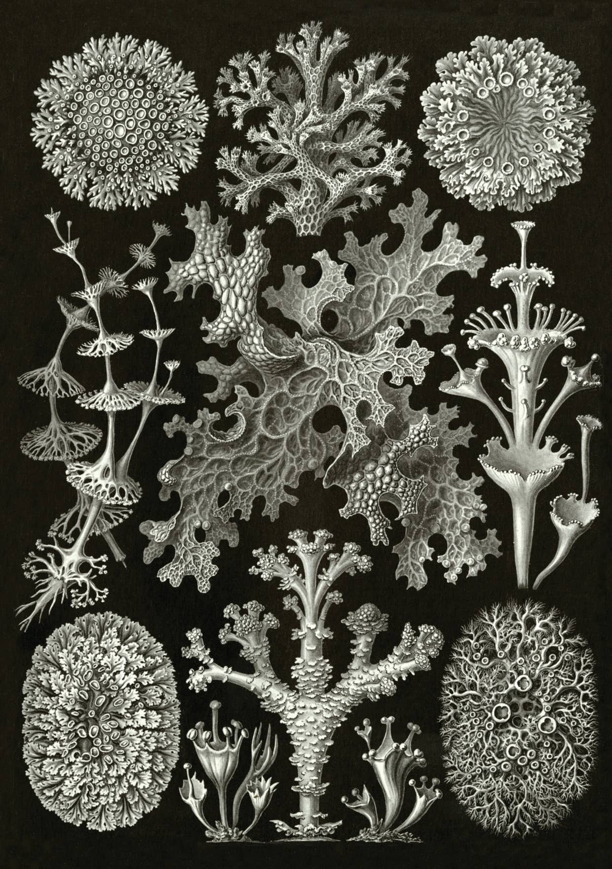 The Knowledge of Things by Catch Publishing - Wholesale Postcard - Postcard Lichenes (081740)0