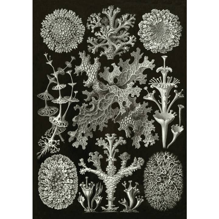 The Knowledge of Things by Catch Publishing - Wholesale Postcard - Postcard Lichenes (081740)