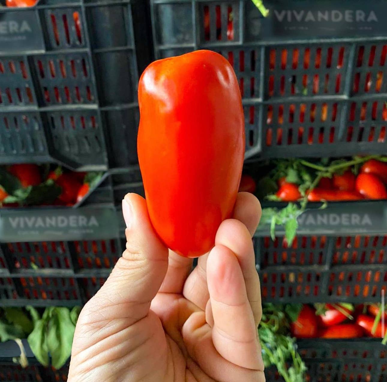 Sky X Vivandera – Engroshandel Syltede grøntsager – TOMAT DEL PIENNOLO DEL VESUVIO DOP 100% ITALIENSK13