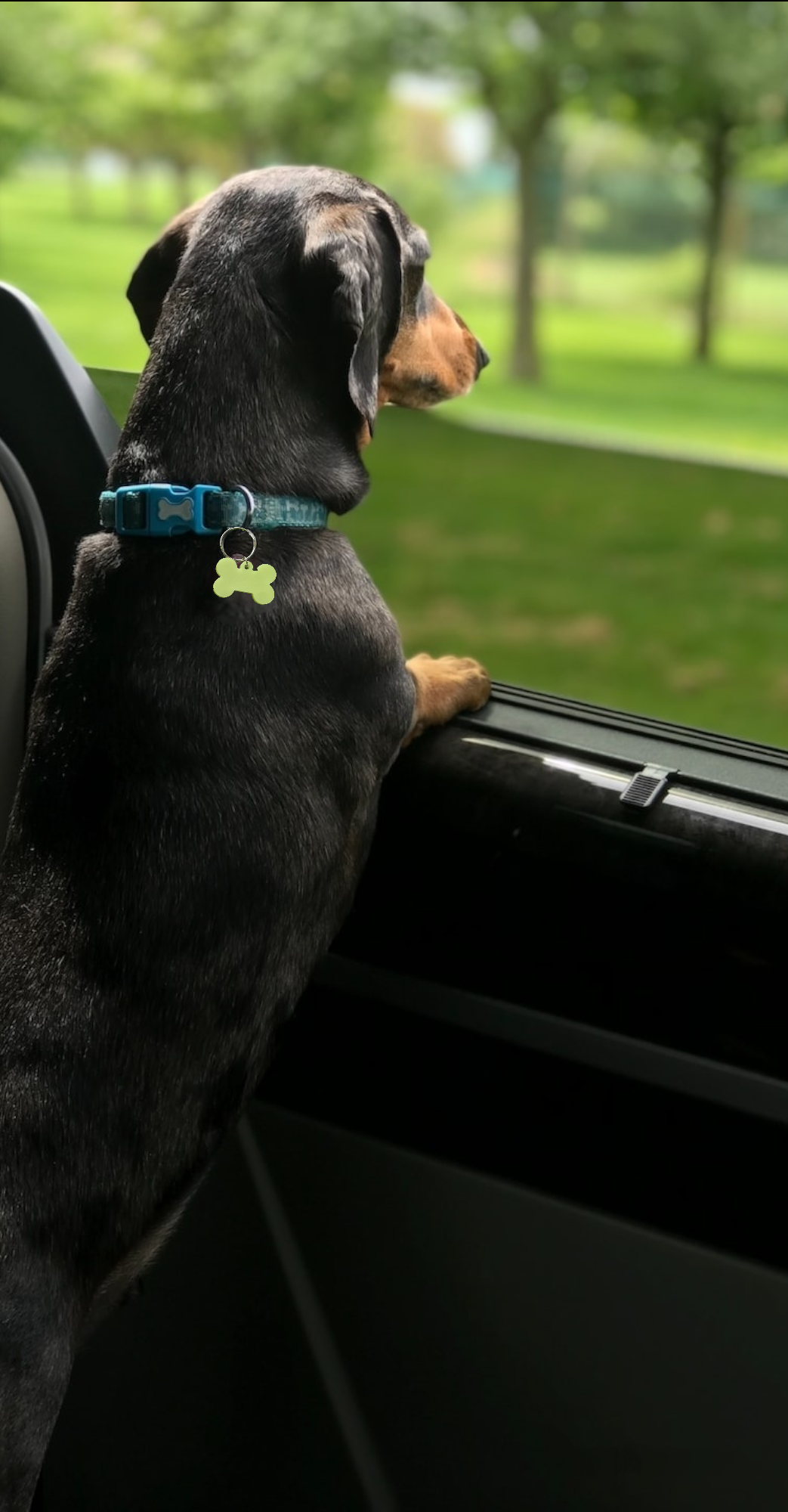 IT GLOWS - Wholesale Pet Identification Tag - Dog - Glow in The Dark Pet Tags/GloPetTag/Dog ID Pet tags/Cat ID Pet Tags/Pet Gift/Engraved Pet tags/Pet name Tag/ID Tag/Glow Key Fob2