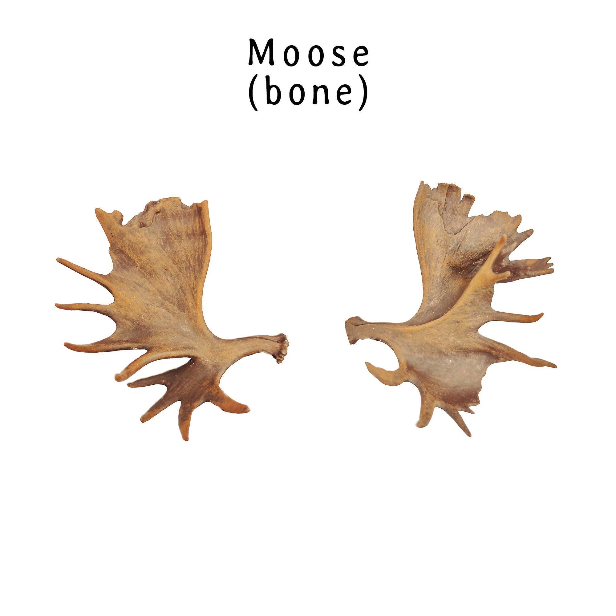 The Scale Grail - Wholesale Decorative Tabletop Object - Moose Antler Replica, Miniature Antlers for 1:12 scale dioramas, horror scenes, terrariums, dollhouse, miniature custom supplies. (set of 2)1
