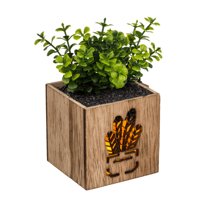 Out of the blue KG - Wholesale Succulent - Deco Succulent,3