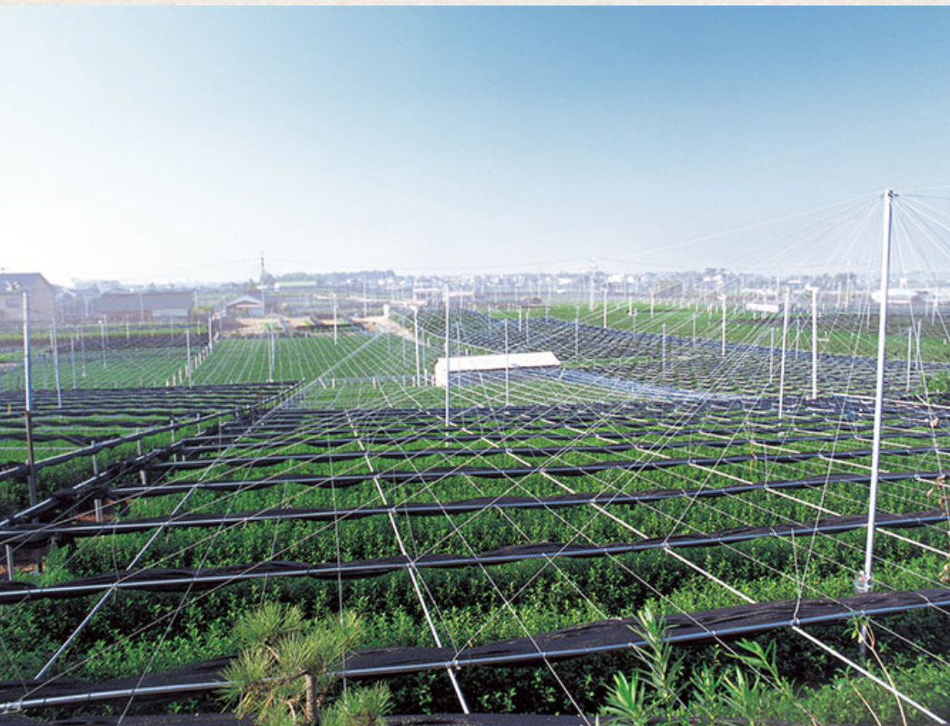 Gohobi （We cover U.S. import duties） - Wholesale Health/Detox Tea - [Limited Stock] Nishio Meiko – Japanese Ceremonial Matcha3