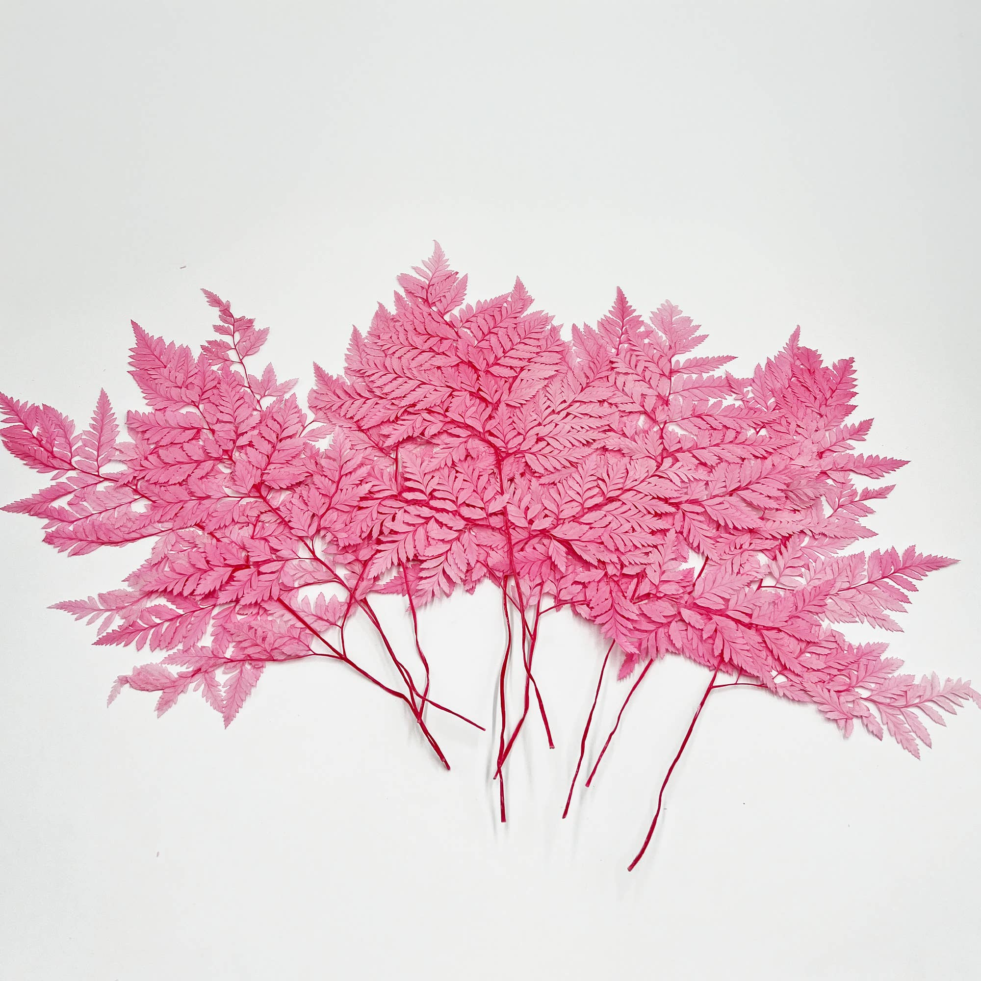 2626 Designs - Vente Fleur séchée/pressée - Fougère Davallia Mariesii séchée et préservée12