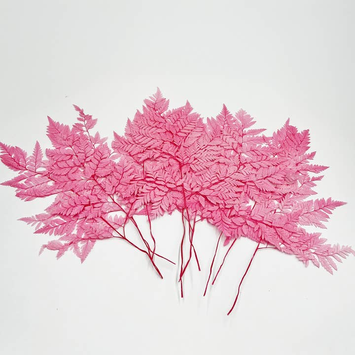 2626 Designs - Vente Fleur séchée/pressée - Fougère Davallia Mariesii séchée et préservée12