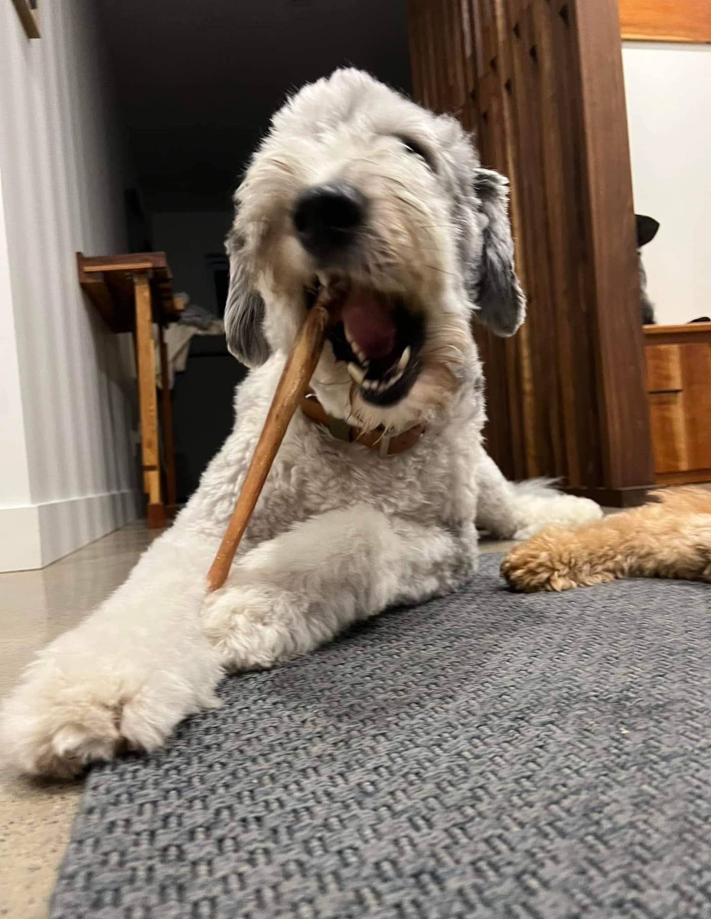 Dibo Pet Foods - Wholesale Pet Treats - Dog - Bully Stick – Low Odor Pizzle – STANDARD - 12"4