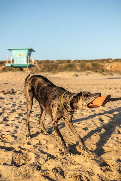 Katie's Bumpers - Wholesale Pet Rope Toy - Dog - Best KB Big Tug Dog Tug Toy7