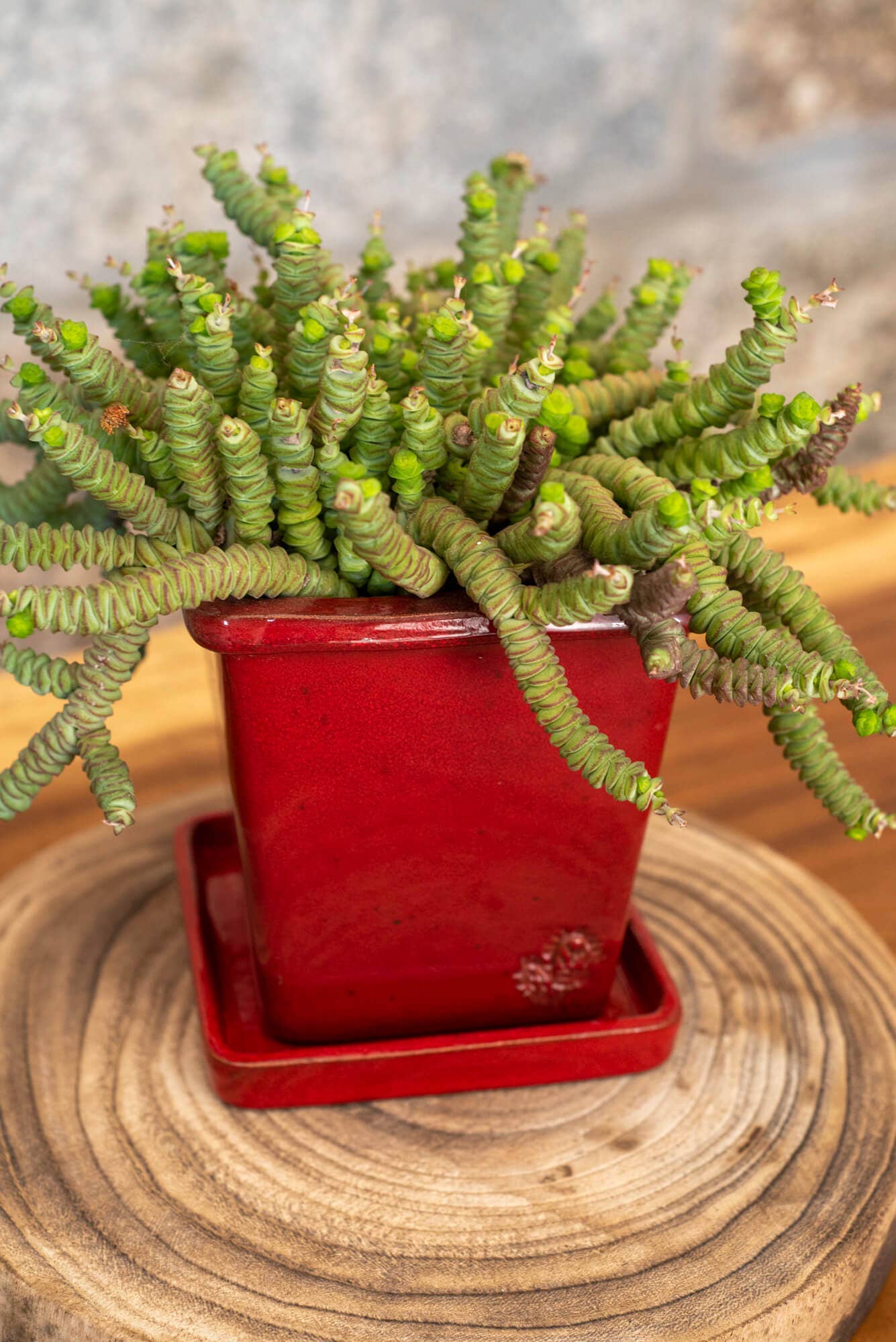 Vasos Quadrados by EM – Engroshandel Plantekrukke – Medium firkantet vase 14x14 cm - blank49