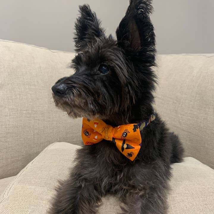Winthrop Clothing Co. - Venta al por mayor Pajarita - Perros - Pajarita para perros Trick or Treat
