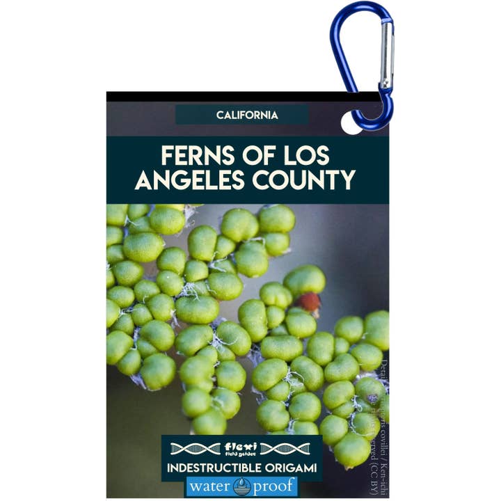 Ferns of Los Angeles County-Indestructible Origami for wholesale by Flexi Field Guides