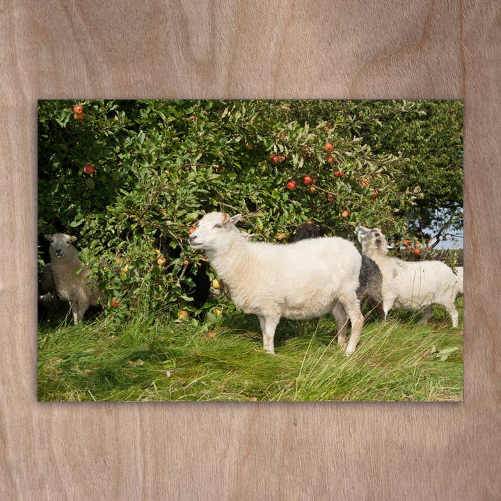 Carte postale Eye0147 : Un mouton, un mouton, un écureuil devant un pommier pour la vente par eye-comm
