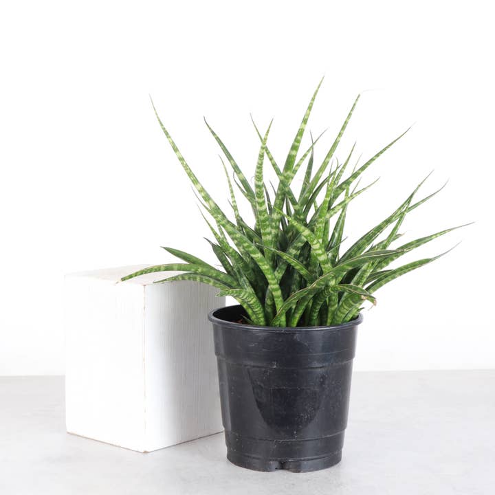 Thorsen's Greenhouse - Wholesale Live Plant - Sansevieria Fernwood - Live Plant10