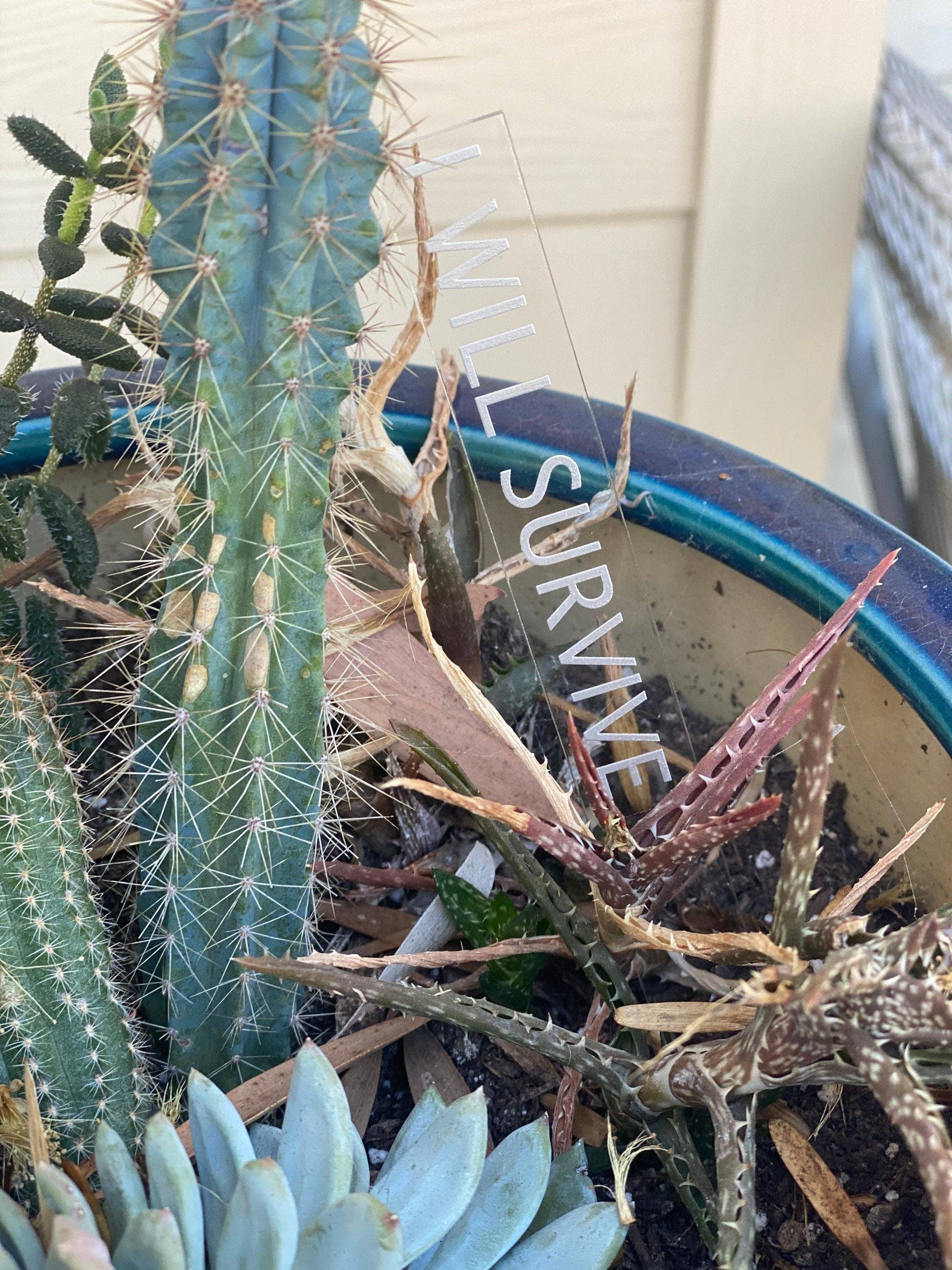 BUBBLEHEAD INK - Wholesale Garden/Lawn Stake - Plant Lover Gift | Black Thumb Garden Stakes | Snarky Housewarming Gift | Snarky Plant Lover | Crazy Plant Lady | Ready to Ship Christmas4