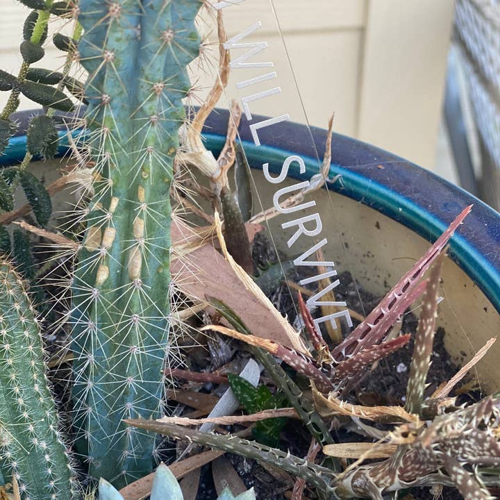 BUBBLEHEAD INK - Wholesale Garden/Lawn Stake - Plant Lover Gift | Black Thumb Garden Stakes | Snarky Housewarming Gift | Snarky Plant Lover | Crazy Plant Lady | Ready to Ship Christmas4