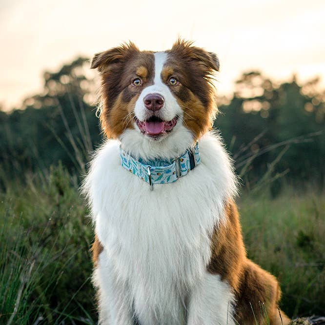 Bee Calm Martingale Dog Collar for wholesale by Soothe and Settle