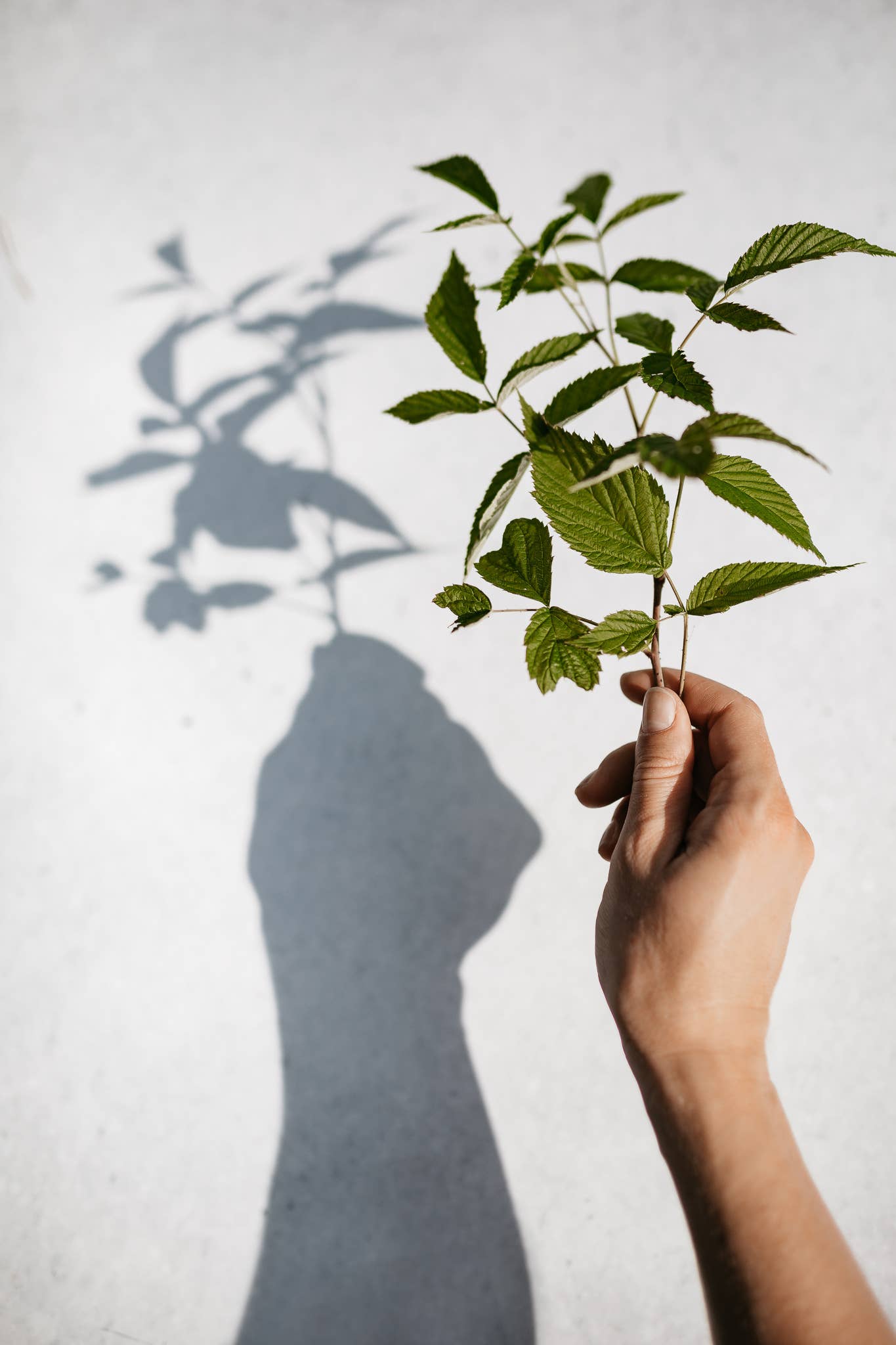 Plūkt - Vente Thé en vrac - Thé aux feuilles de framboisier sauvage bio en vrac - saveur de Noël1