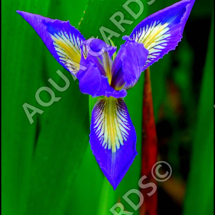 1101 - Blue Diamond Iris for wholesale by Aqua Cards