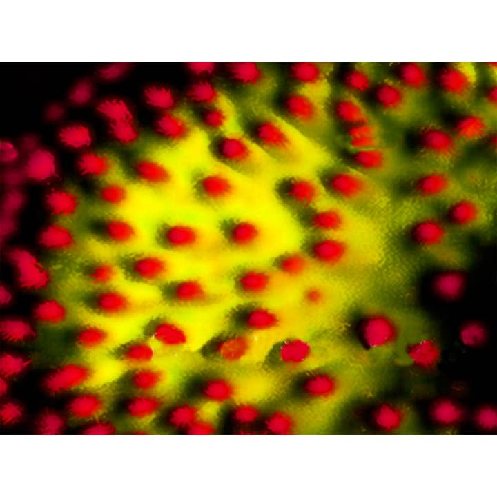 Saftiga ENCL nr.8 för wholesale av Line Five Studio