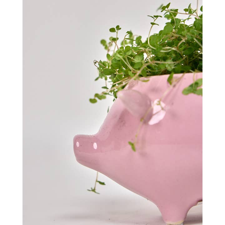 Chive Canada - Wholesale Plant Pot - Pig Ceramic Indoor Plant Pot For Succulents1