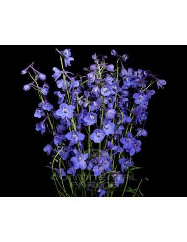 Florasource - Wholesale Fresh Cut Flowers - Delphinium Blue Sea Prism 90 stems Bulk Box0
