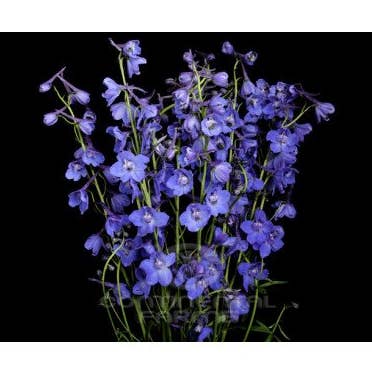 Florasource - Wholesale Fresh Cut Flowers - Delphinium Blue Sea Prism 90 stems Bulk Box0