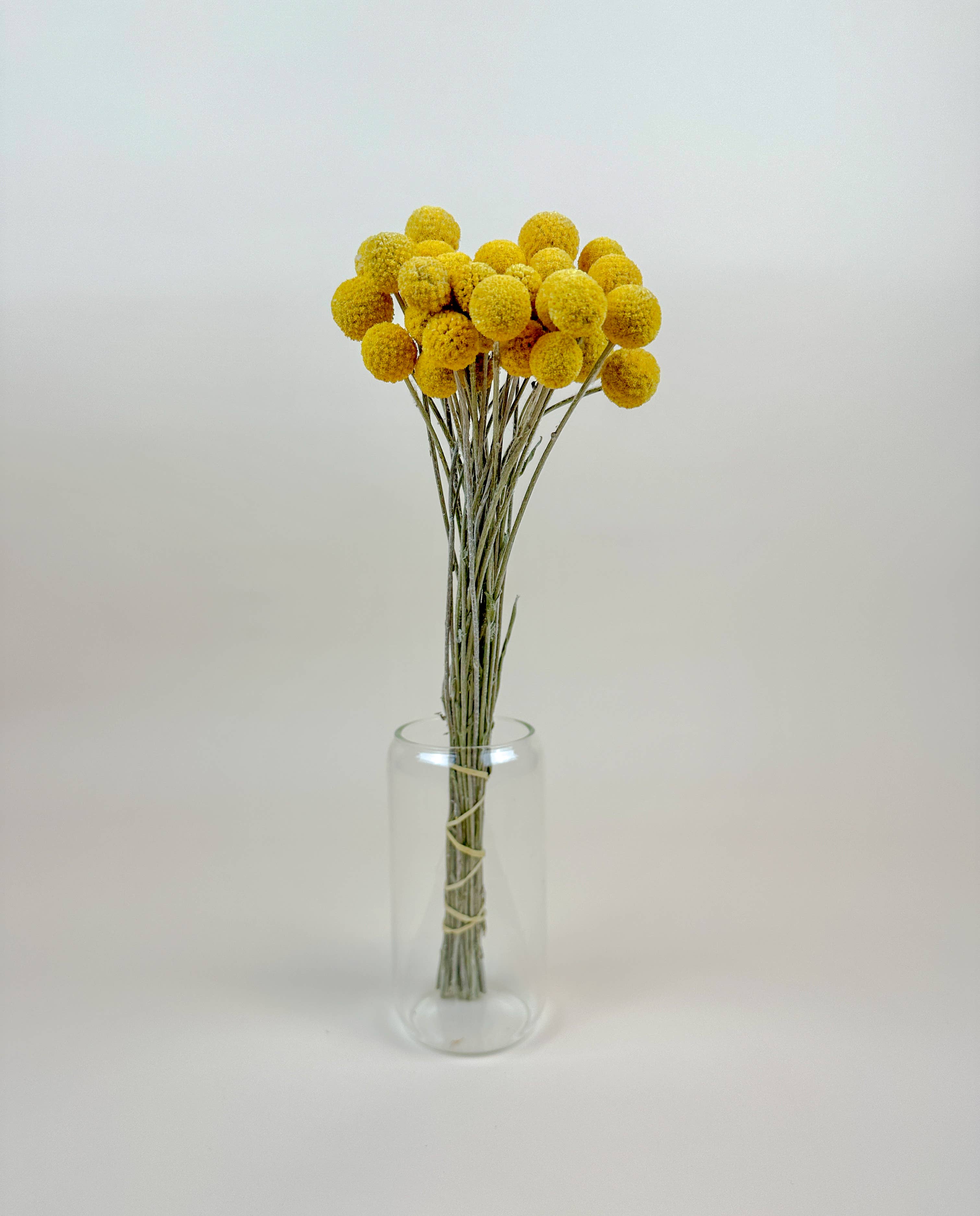 Lovejoy Farms Premium Dried Flowers - Wholesale Dried/Pressed Flowers - Craspedia (Drumstick Flower) – Naturally Air-Dried3