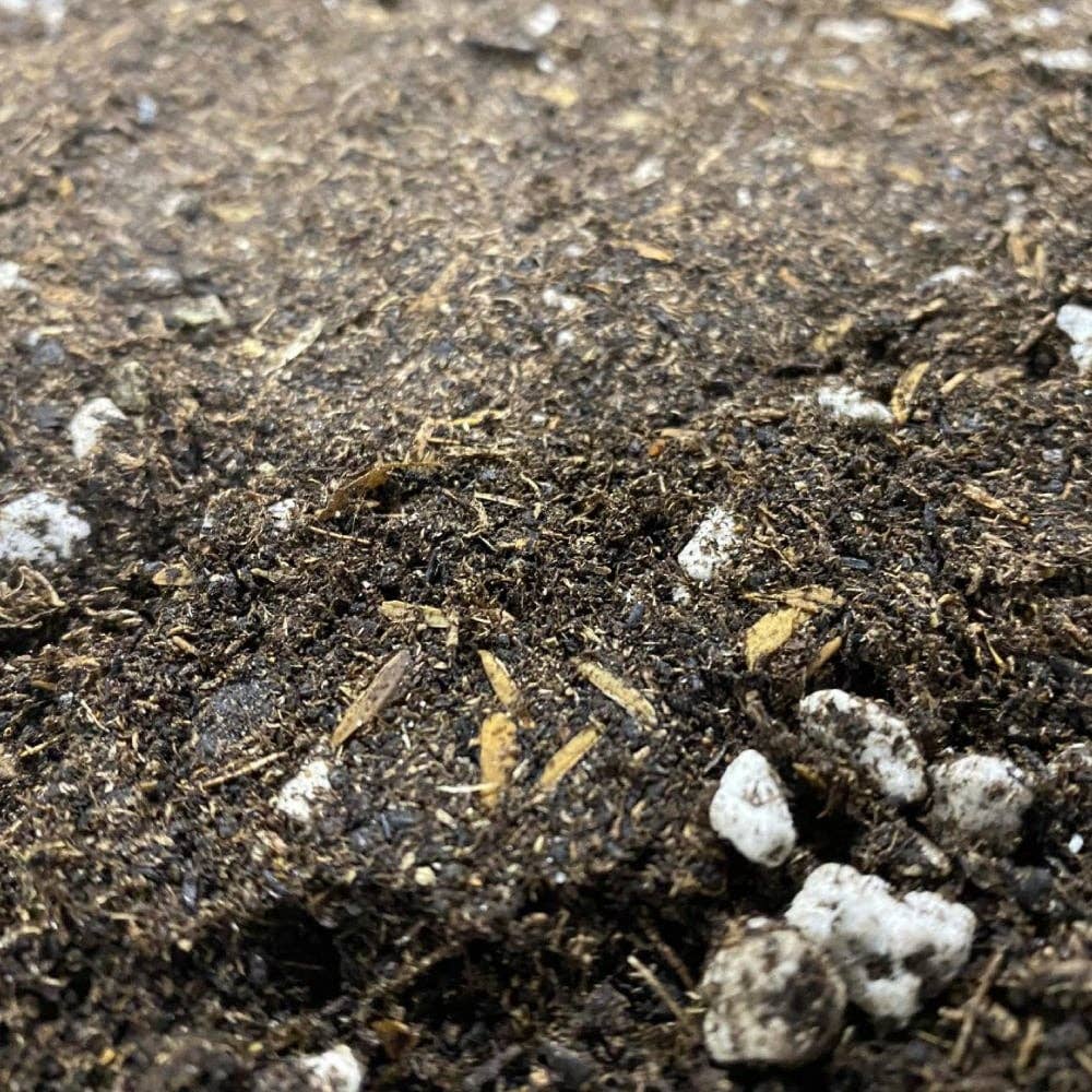 STRNG Seeds - Wholesale Planting/Potting Soil - Organic Living Soil0