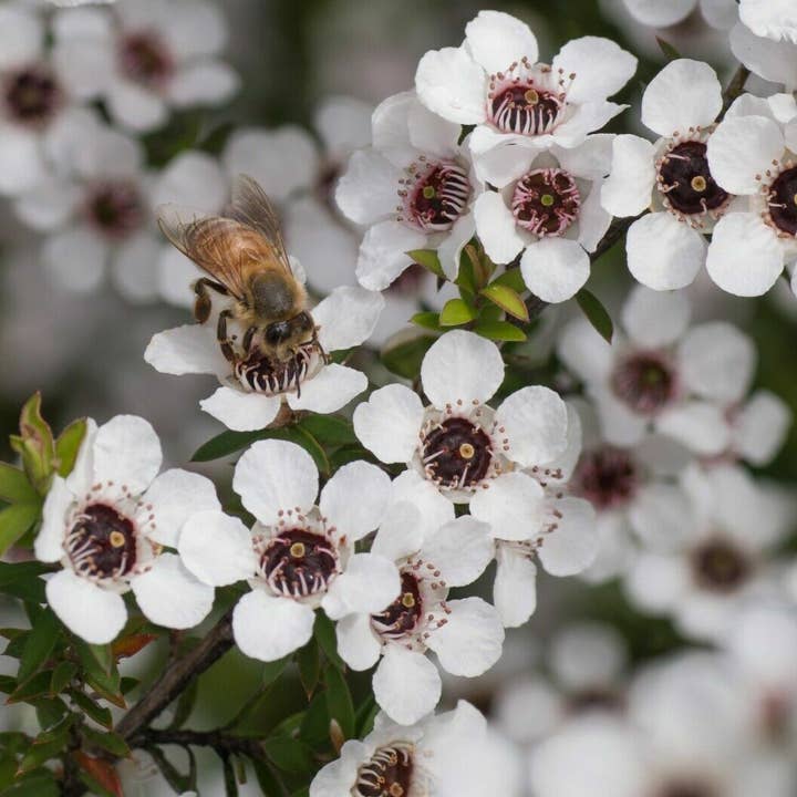 Koru - Wholesale Honey - NUI Manuka Honey MGO 250+ | UMF 10+ | 250g5