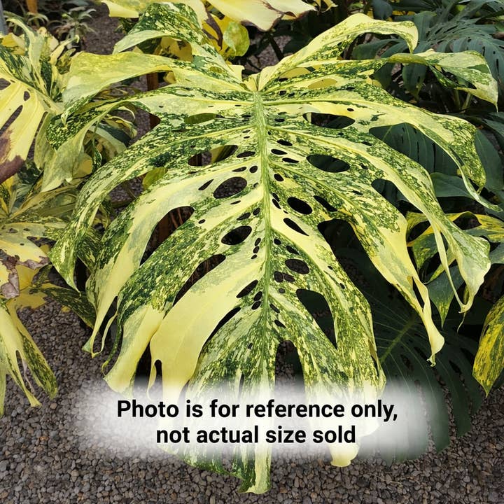 Monstera Thai Constellation Tissue Culture Plant – High Var. for wholesale by Nanu's Nursery