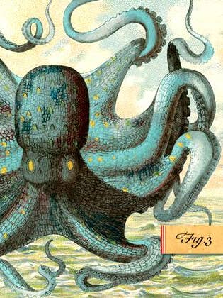 B501 Boxed Seaside kort - Octopus för wholesale av Cartolina Cards Inc.