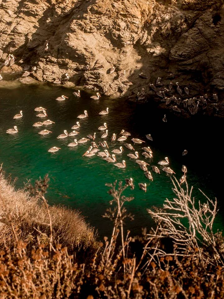 Kust nr 13 för wholesale av Wilder California