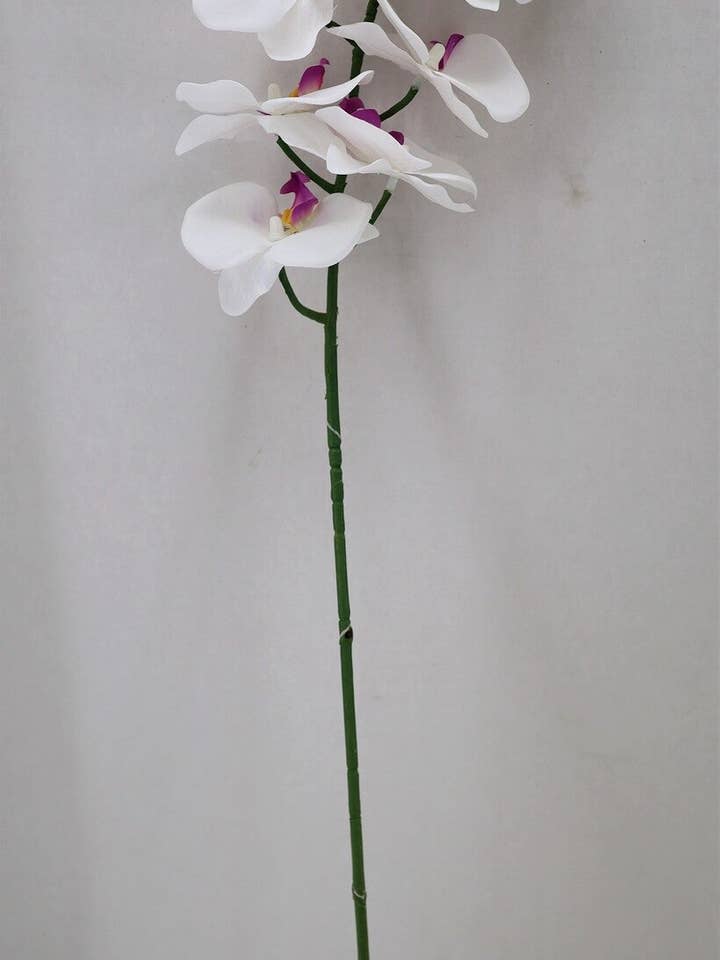 30" Satäng Phalaenopsis Orkidé Stjälk, Vit för wholesale av Tremont Floral Supplies