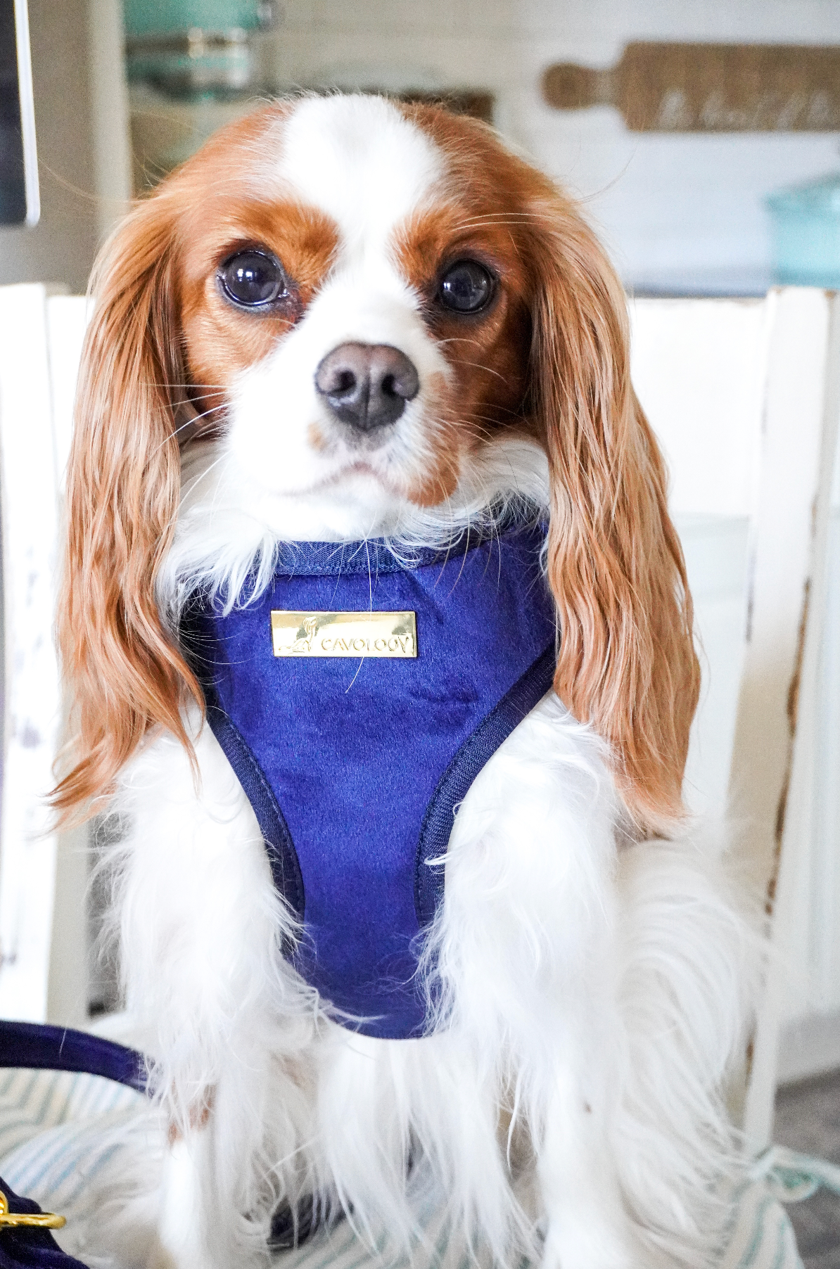 Cavology - Wholesale Pet Harness - Dog - DOG ADJUSTABLE HARNESS ASSORTED PACK 2