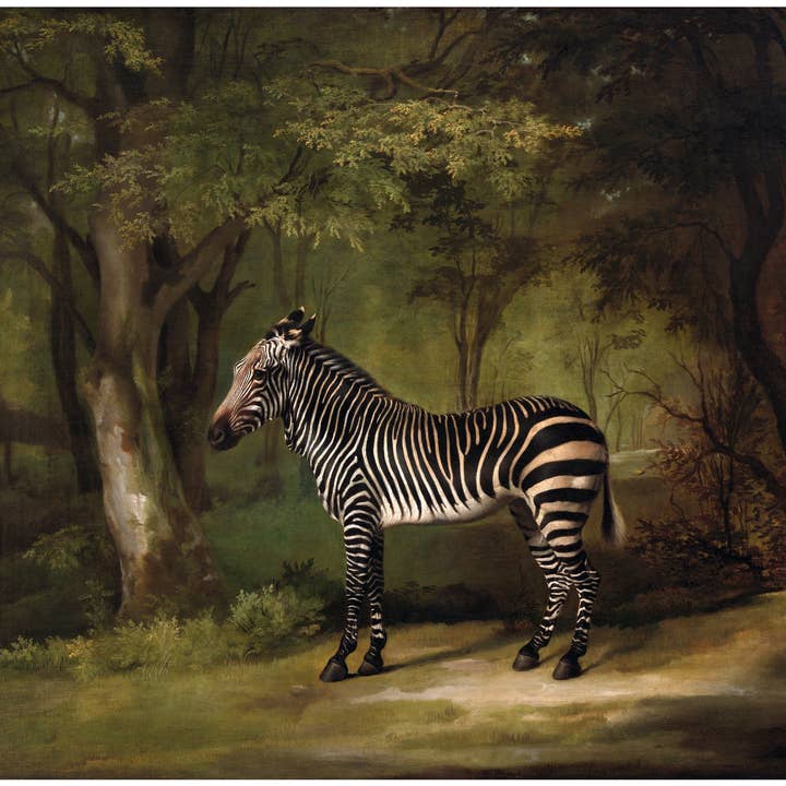 Rock Paper Scissors Wall Art - Wholesale Art Print - Vintage zebra art print | George Stubbs | Antique animal wall art | African animal in forest | Jungle & safari painting