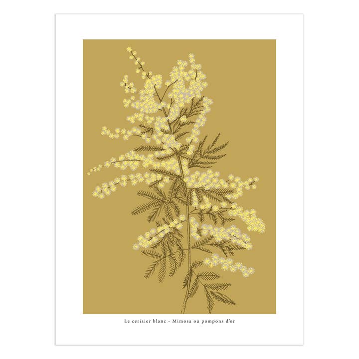 Exposição "Mimosa ou pompons de ouro" por atacado de Le cerisier blanc