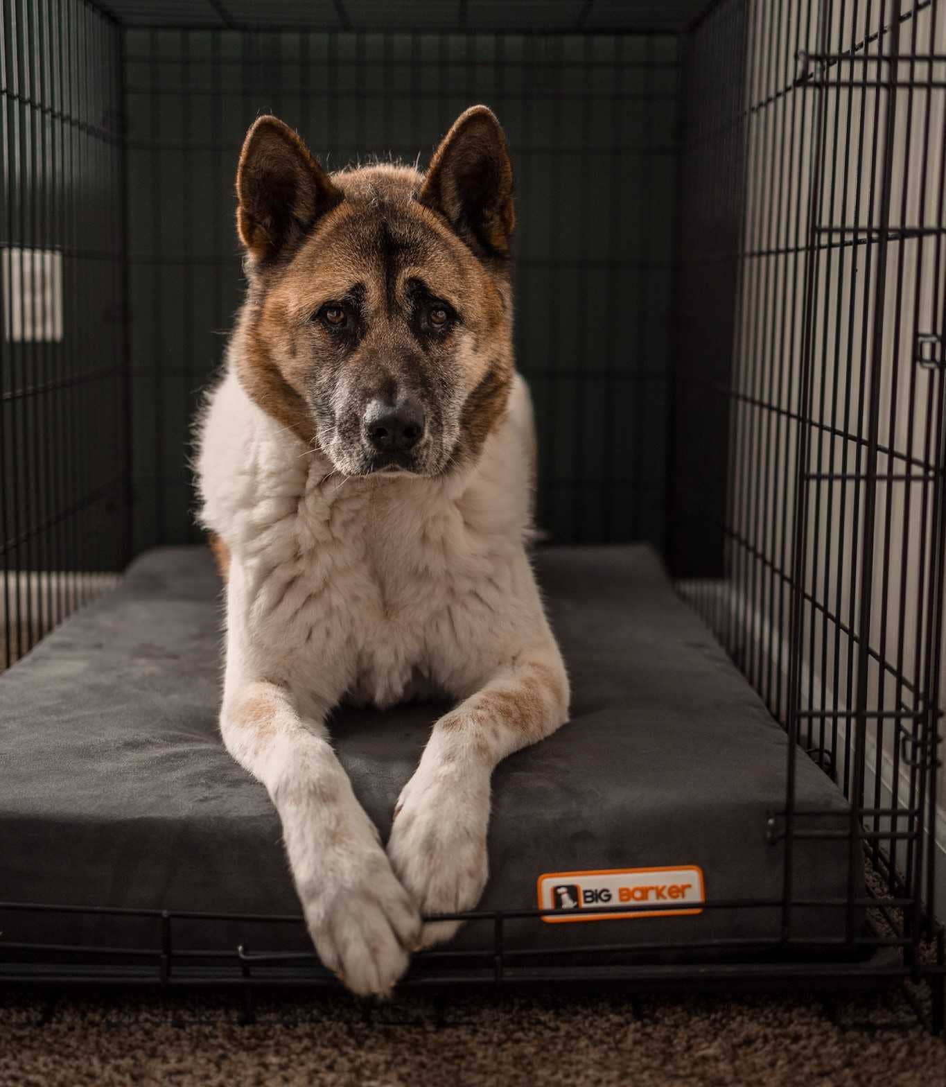 Barker Beds - Wholesale Pet Bed - Dog - 4" Orthopedic Crate Bed7