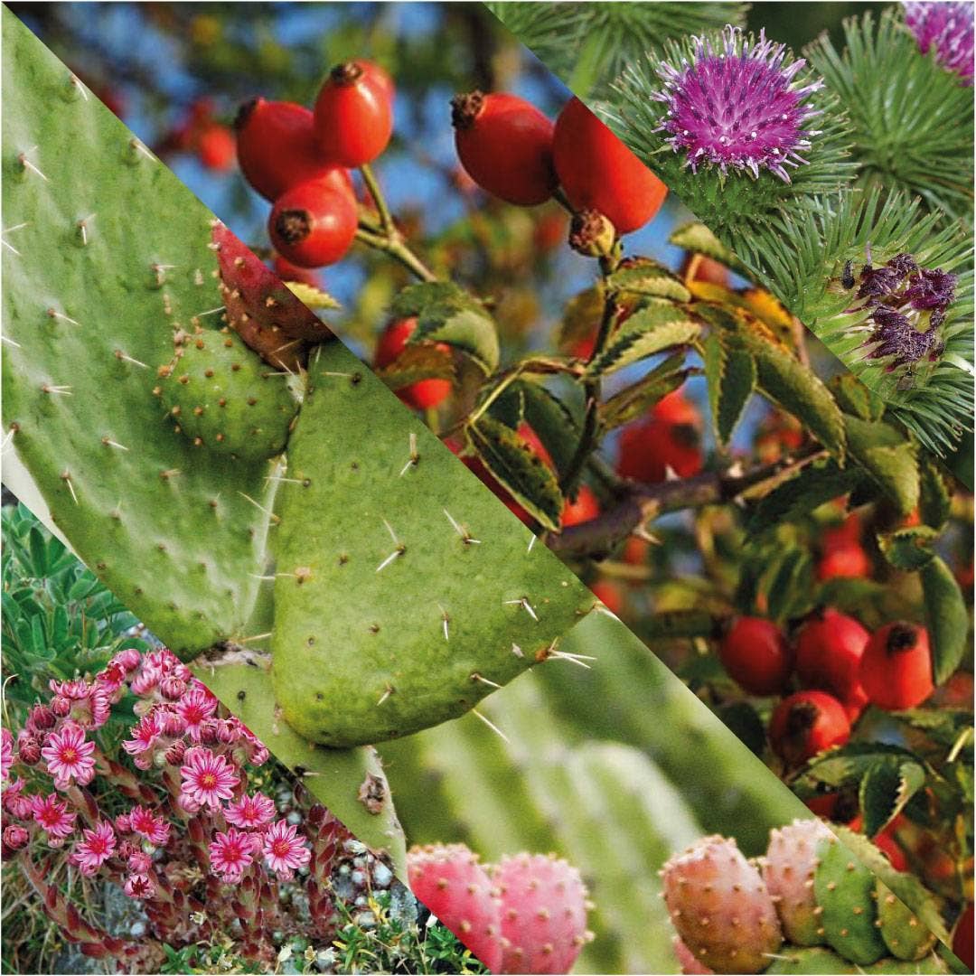 Plisson 1808 - Wholesale Aftershave - Men's - After shave skull balm4