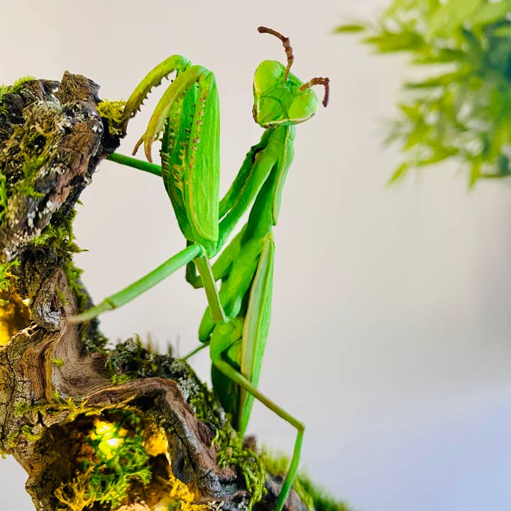 Thingx - Wholesale Decorative Tabletop Object - The praying mantis, curiosity under a glass dome8