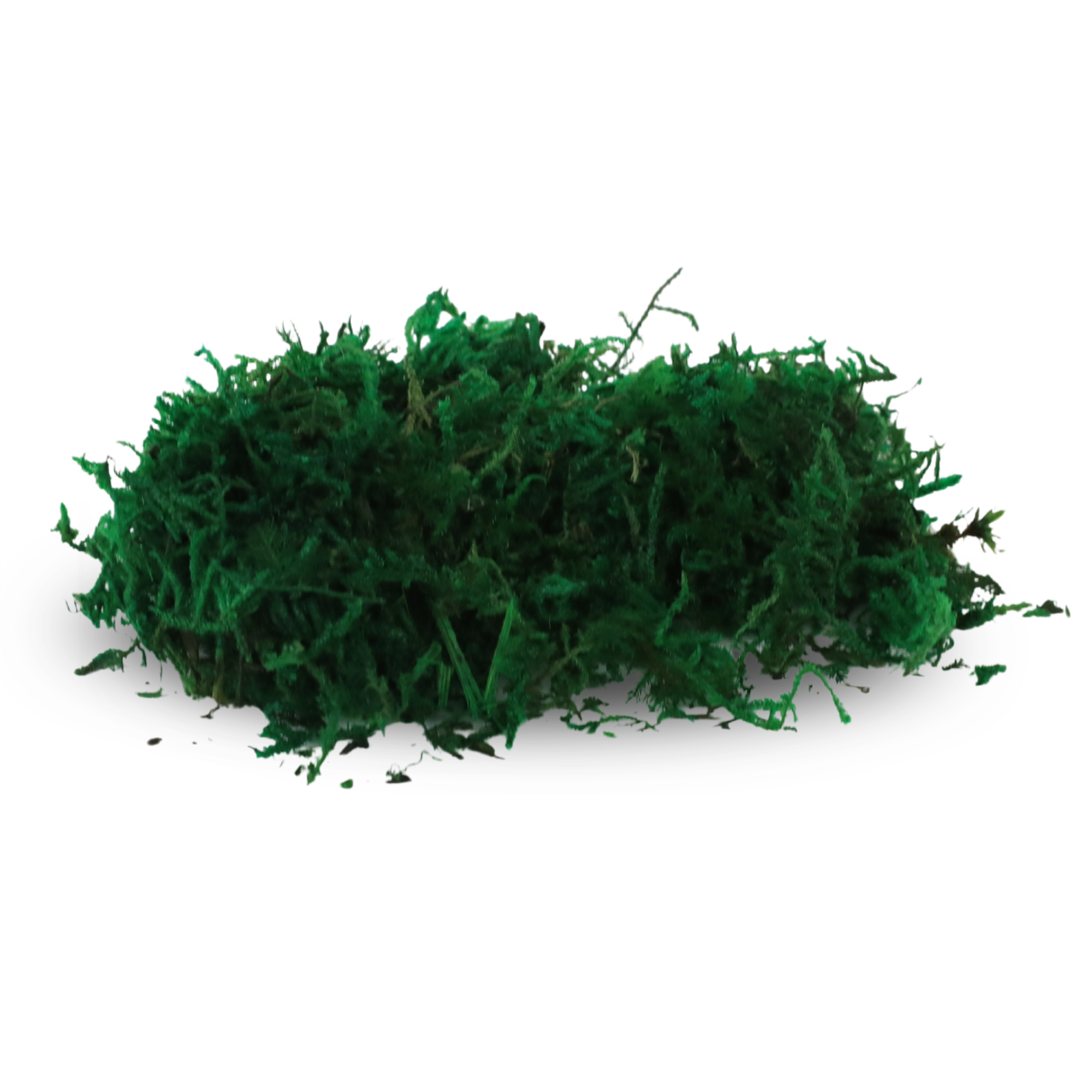Mossify - Wholesale Live Plant - Premium Preserved Forest Moss – Décor & Design Material2