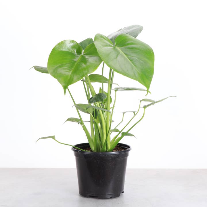 Thorsen's Greenhouse - Wholesale Live Plant - Monstera Deliciosa - Live Plant