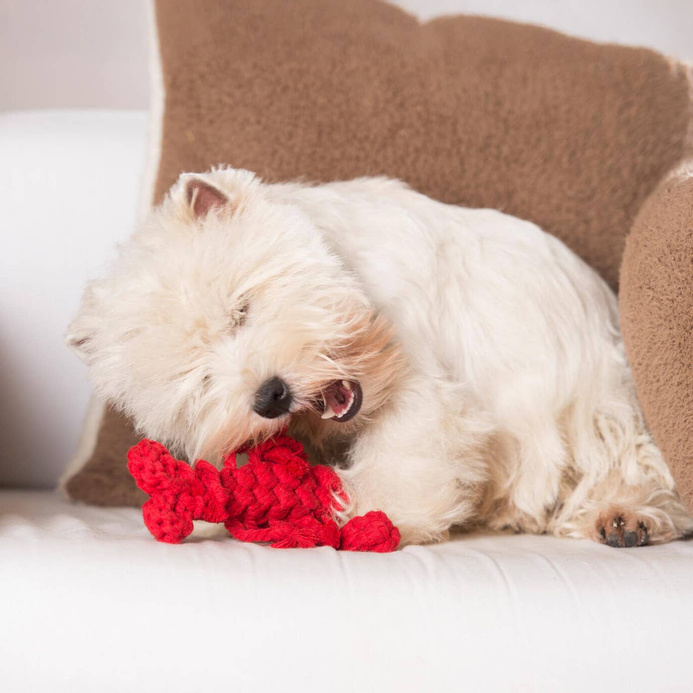 LABONI - Volentis GmbH - Vendita all'ingrosso Giocattolo di corda - Cani - Hugo Hummer16