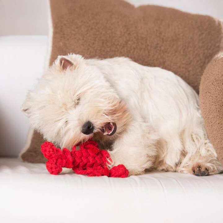 LABONI - Volentis GmbH - Vendita all'ingrosso Giocattolo di corda - Cani - Hugo Hummer16