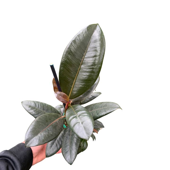 4" Ficus Burgundy (Ficus elastica 'Burgundy') – Live Plant for wholesale by Flow State