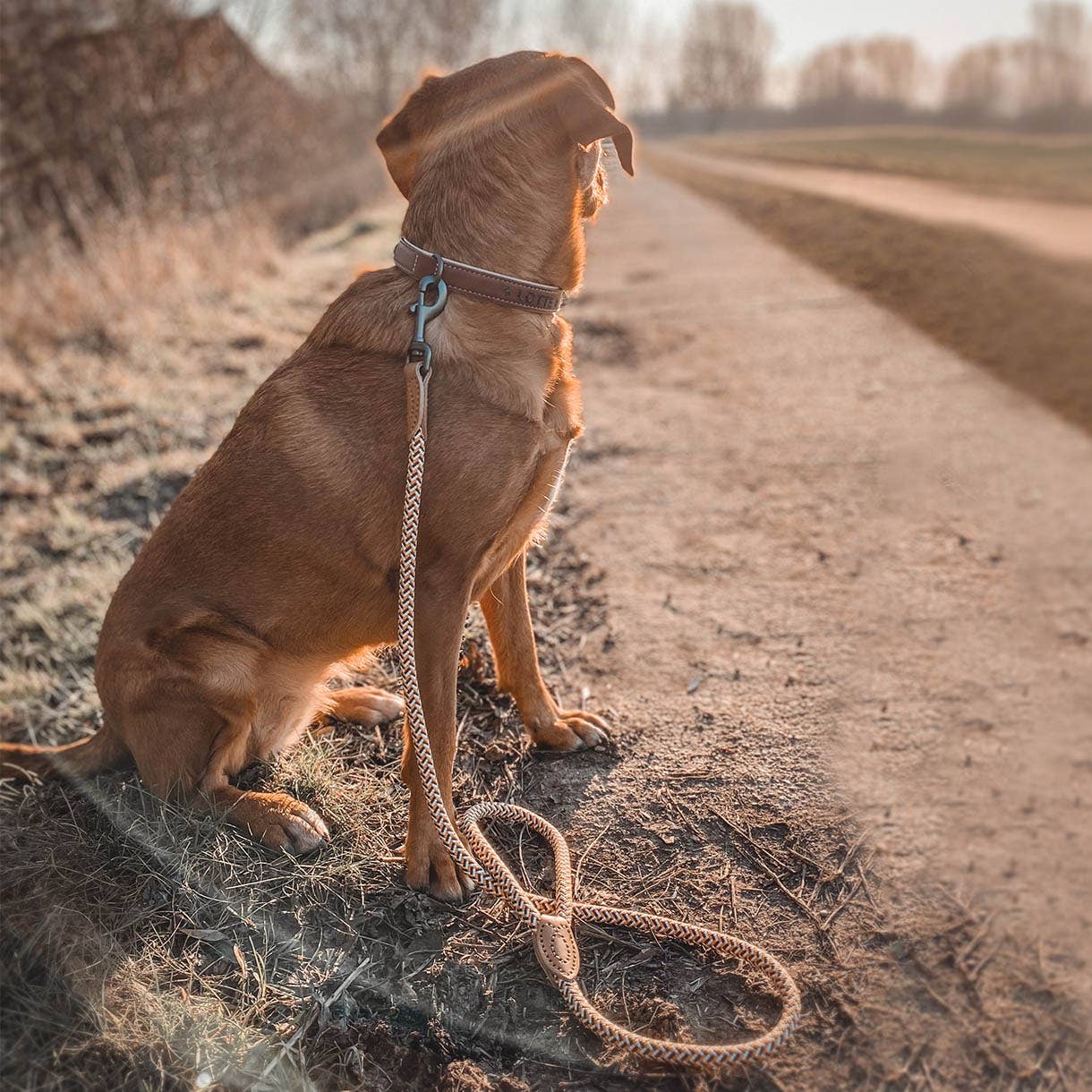 ne&no - Wholesale Pet Leash - Dog - ne&no® Design City Leash from Rope – 120 cm - fixed Dog Leash11