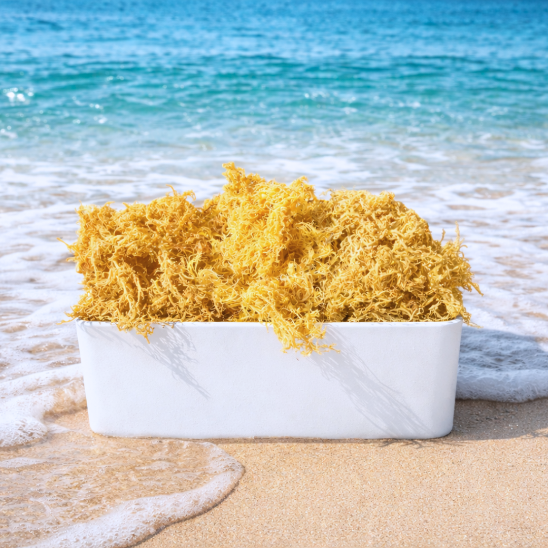 Atlantic Gold Sea Moss - Wholesale Oral Supplement/Vitamin - Dry Sea Moss 1 to 15 Lbs, Colors Wild-harvested St. Lucia2