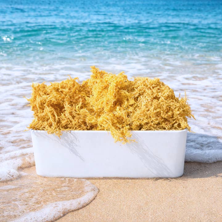 Atlantic Gold Sea Moss - Wholesale Oral Supplement/Vitamin - Dry Sea Moss 1 to 15 Lbs, Colors Wild-harvested St. Lucia2