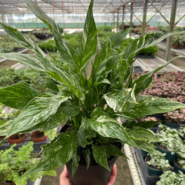 House Plant Wholesale - Wholesale Live Plant - Variegated Spathiphyllum 'Domino' - 6" Pot