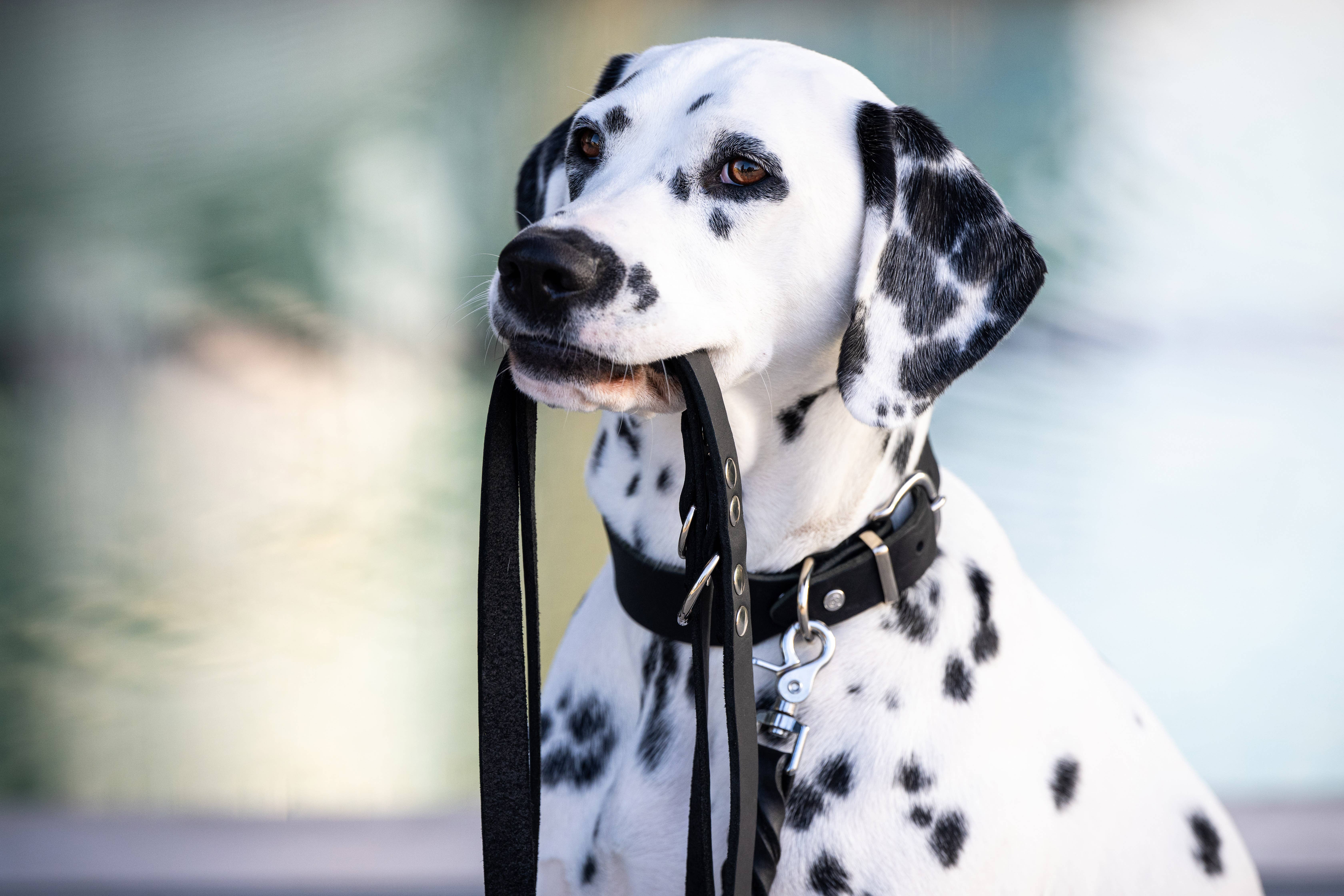 LABONI - Volentis GmbH - Vente Collier – chien - Collier pour chien GIRO en cuir souple à prise ferme33